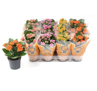 chrysant special carnaval